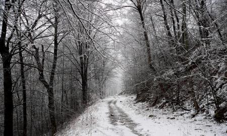 Frozen Woods