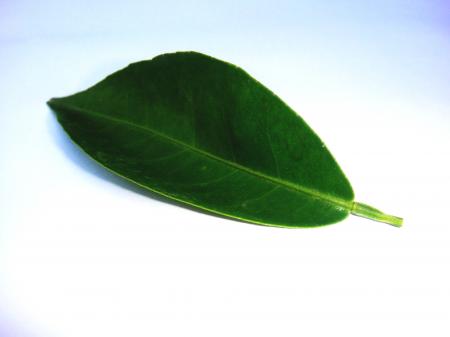 Fruit tree leaf