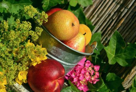 Fruits in the Garden