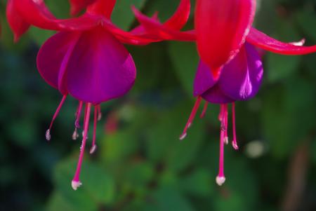 Fuchsia in the Garden