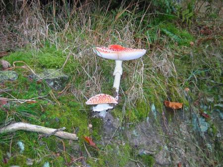 Fungi at Digley