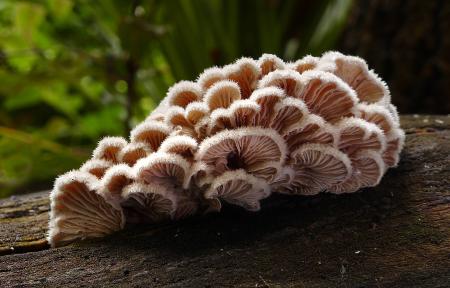 Fungus