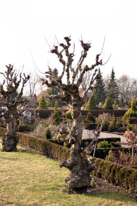 Funny looking tree in cemetary