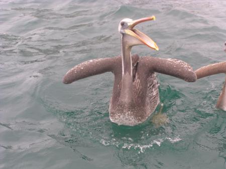 Funny pelican