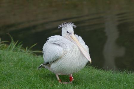 Funny pelican