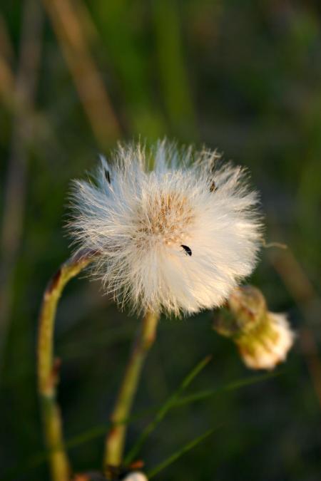 Furry flower