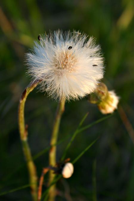 Furry flower