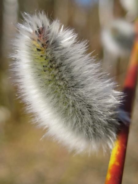 Furry plant