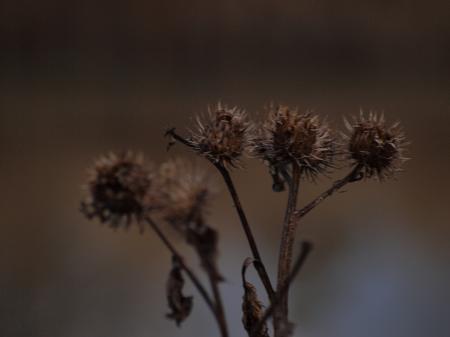 Fuzzy plants