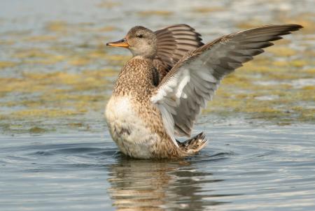 Gadwall Flying