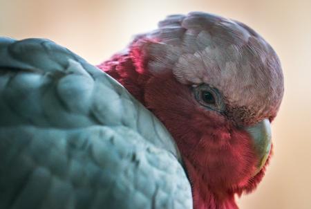 Galah Parrot