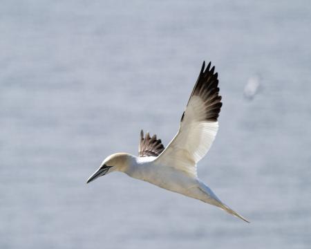 Gannet