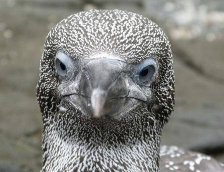 Gannet