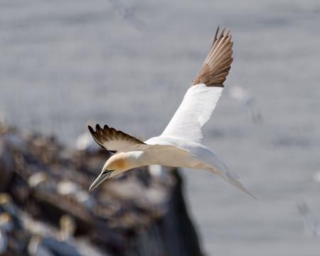 Gannet