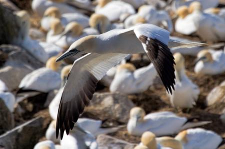 Gannet