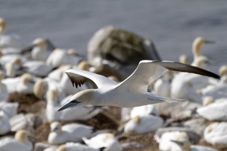 Gannet