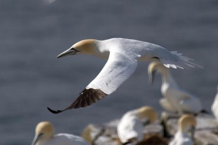 Gannet