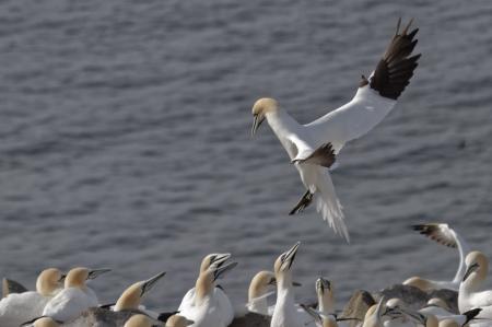 Gannet