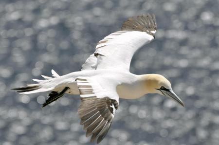 Gannet