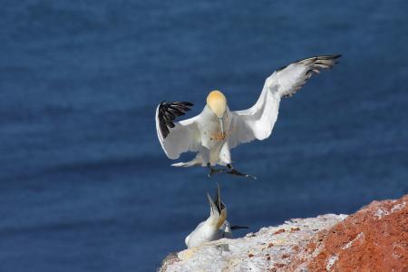 Gannet