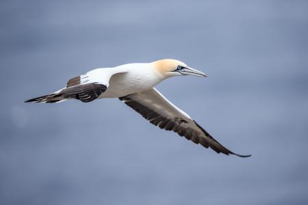Gannet