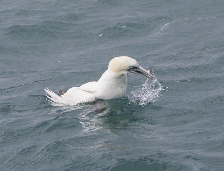 Gannet