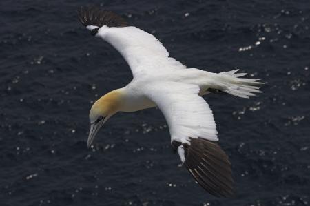 Gannet