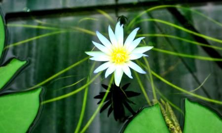 Garden Flowers