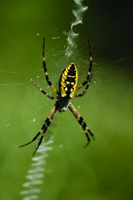 Garden Spider