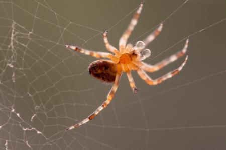 Garden Spider