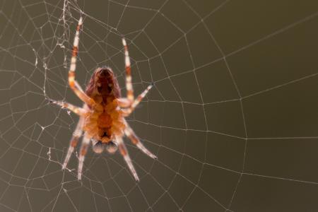 Garden Spider