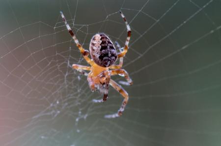 Garden Spider