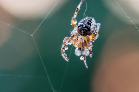 Garden Spider