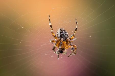 Garden Spider