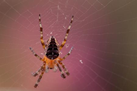 Garden Spider