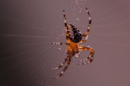 Garden Spider