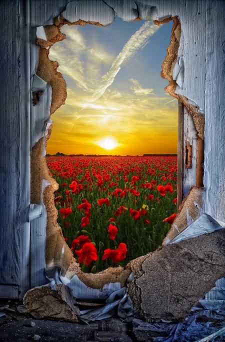 Garden Through the Broken Door