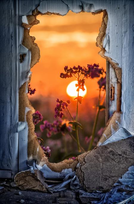 Garden Through the Broken Door