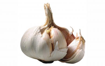 Garlic Closeup