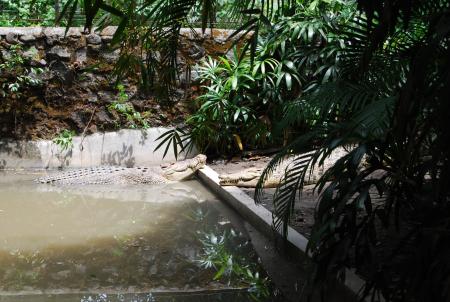 Gators at Surabaya Zoo