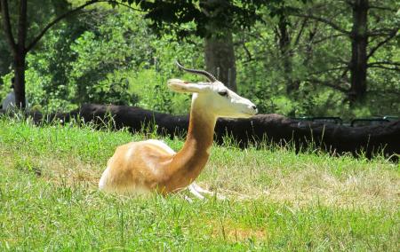 Gazelle in the Farm