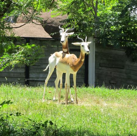 Gazelles in the Farm