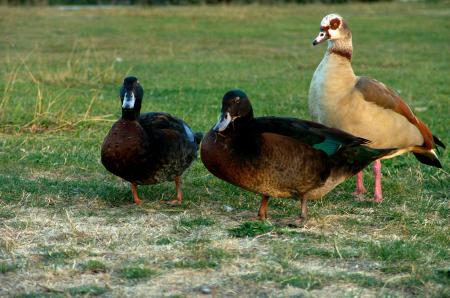 Geese and ducks
