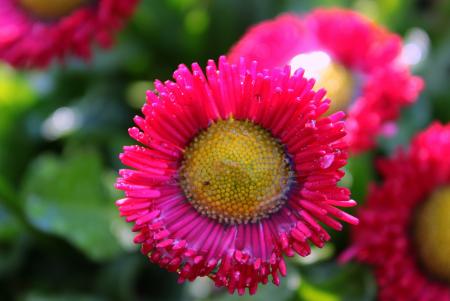 Geese Flower