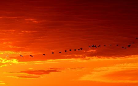 Geese Flying