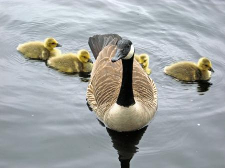 Geese in the Lake