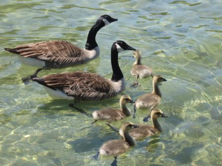 Geese in the River