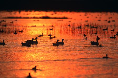 Geese in the River