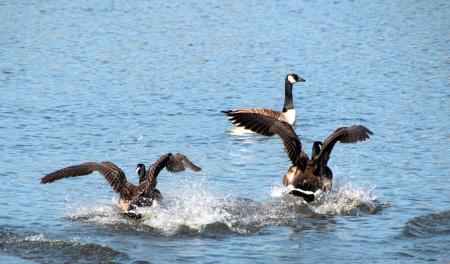 Geese in the Water