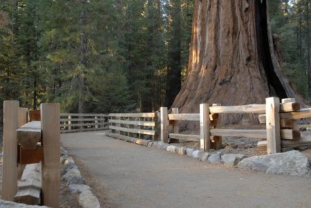 General Sherman Tree Path in Sequoia Nat